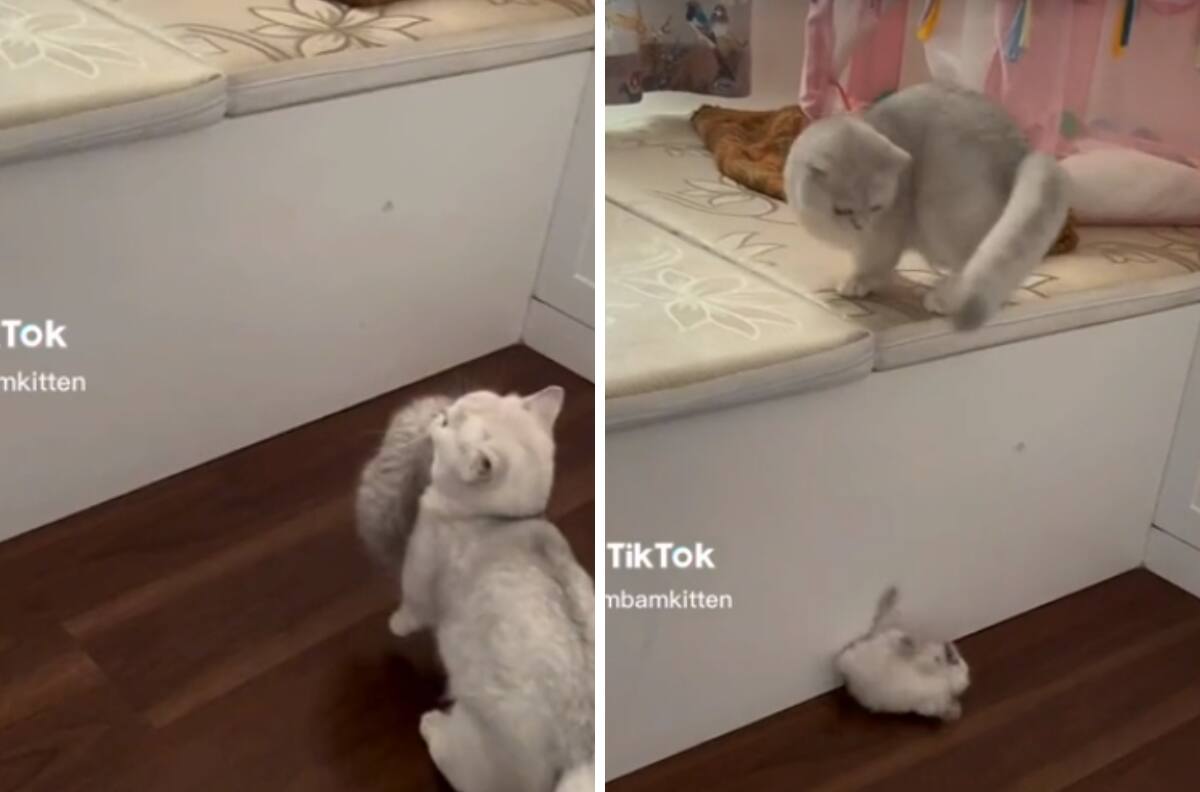 VIDEO| Gatita tira a su bebé por accidente y se vuelve viral
