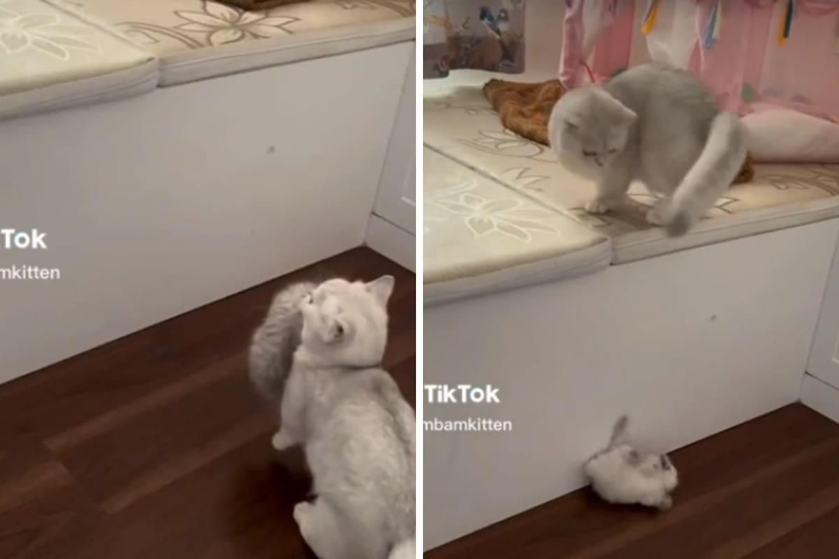Gatita tira a su hijo por accidente y se hace viral.