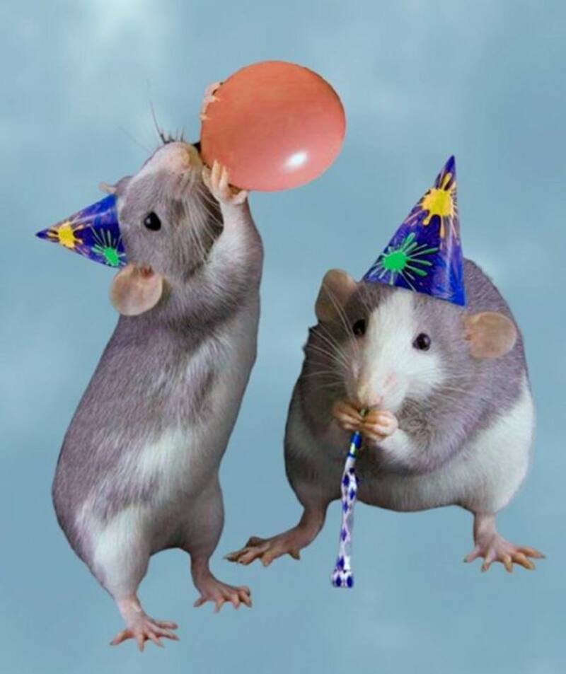 ¡Envía los mejores saludos de cumpleaños por WhatsApp!