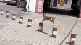 VIDEO | Perrito hace acrobacias en la calle y se hace viral