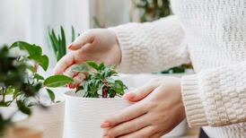 Revive tus plantas y consigue que florezcan con este sencillo truco