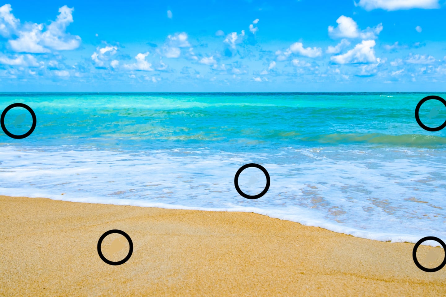 Foto de una playa, en la que se ocultan cinco peces de diferentes colores.