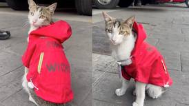 VIDEO | Bomberos de la CDMX presentaron a un nuevo integrante, es un tierno gatito llamado Wicho