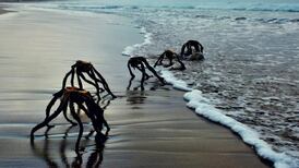 Fotos de extrañas criaturas saliendo del mar se hacen virales en redes sociales