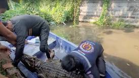 De terror: Lugareños encontraron e intentaron desalojar a un cocodrilo gigante