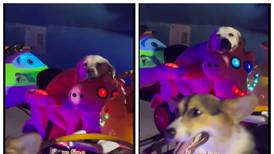 VIDEO | Estos perritos disfrutando de un juego mecánico enternece las redes
