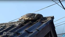 [VIDEO] Insólito: Un lagarto de casi dos metros fue captado tomando el sol en el tejado de una casa
