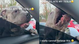 VIDEO | Perro Pit Bull se hace viral por ‘comerse’ un coche Tesla