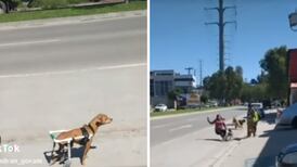 VIDEO| Perrito en silla de ruedas tira al piso a una mujer y se hace viral