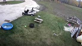 Video: Perro roba carro de golf, lo choca y se va como si nada
