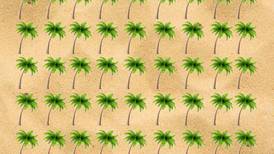 Acertijo visual: Descubre dónde están los cocos de las palmeras, tienes 20 segundos